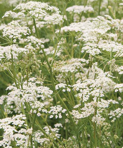 Farm Hand Seeds Caraway