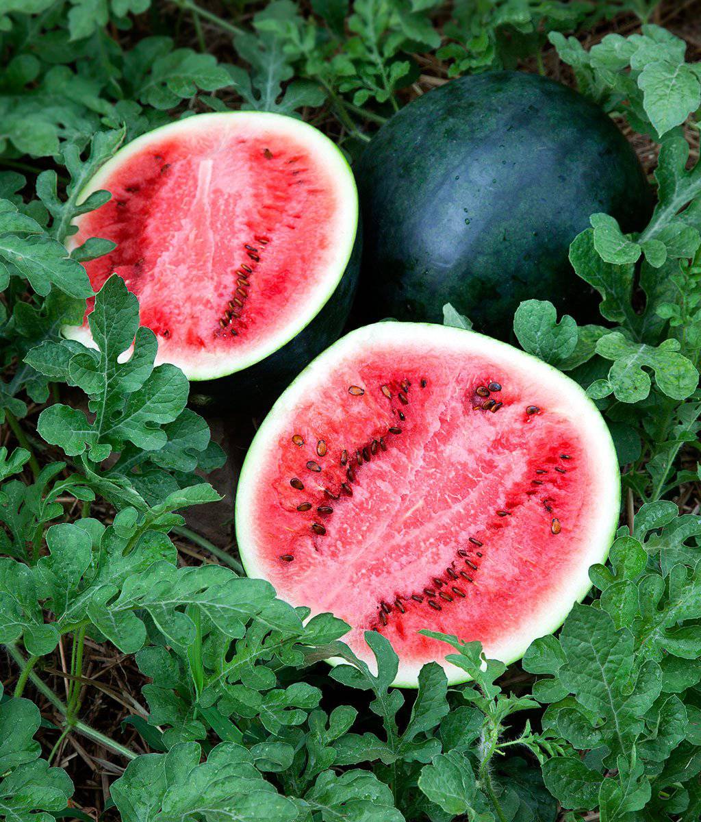 Farm Hand Seeds Sugar Baby Watermelon