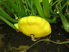 Farm.hand.seeds Yellow Patti Pan Summer Squash