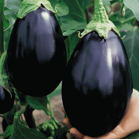 Farm.hand.seeds Black Beauty Eggplant