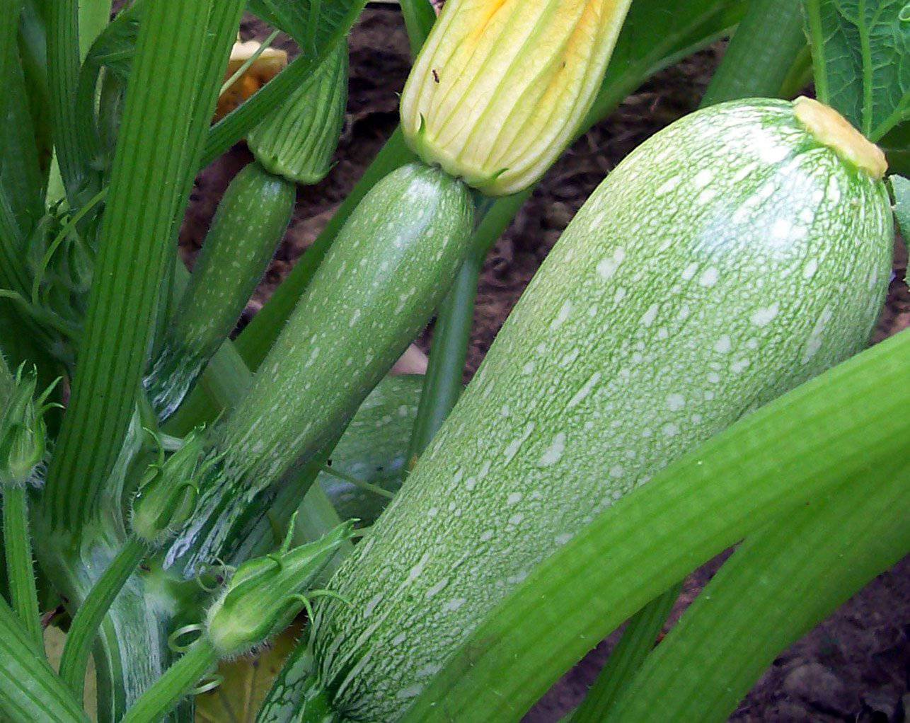 Farm.hand.seeds Grey Zucchini