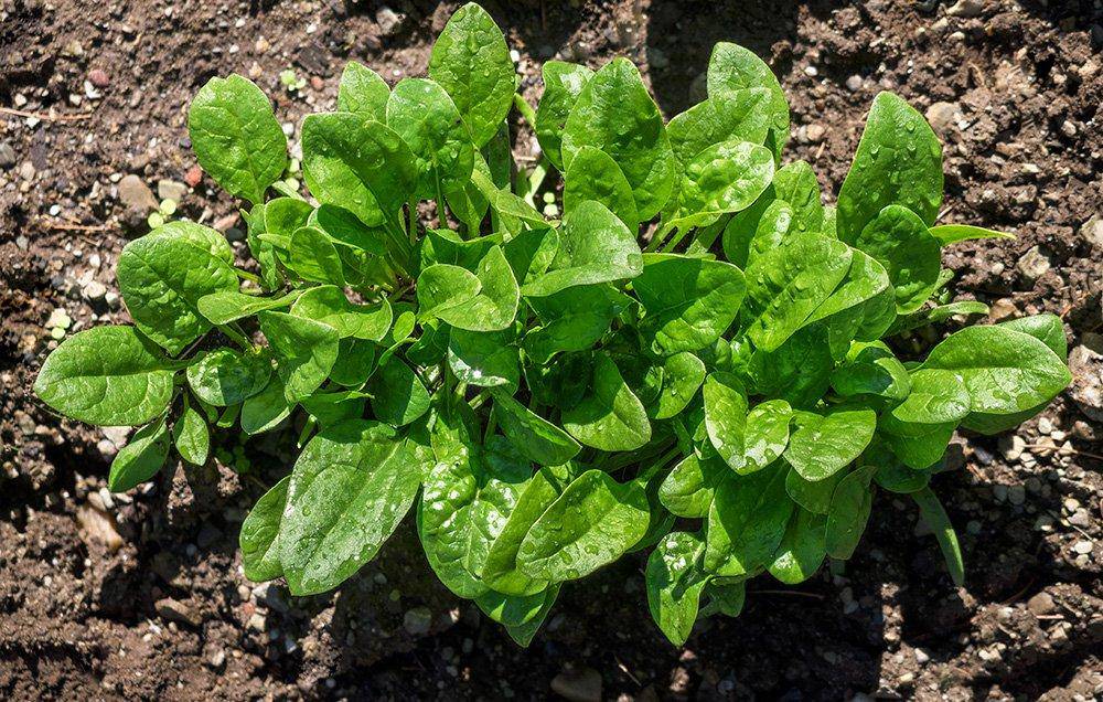 farm hand seeds Bloomsdale Spinach