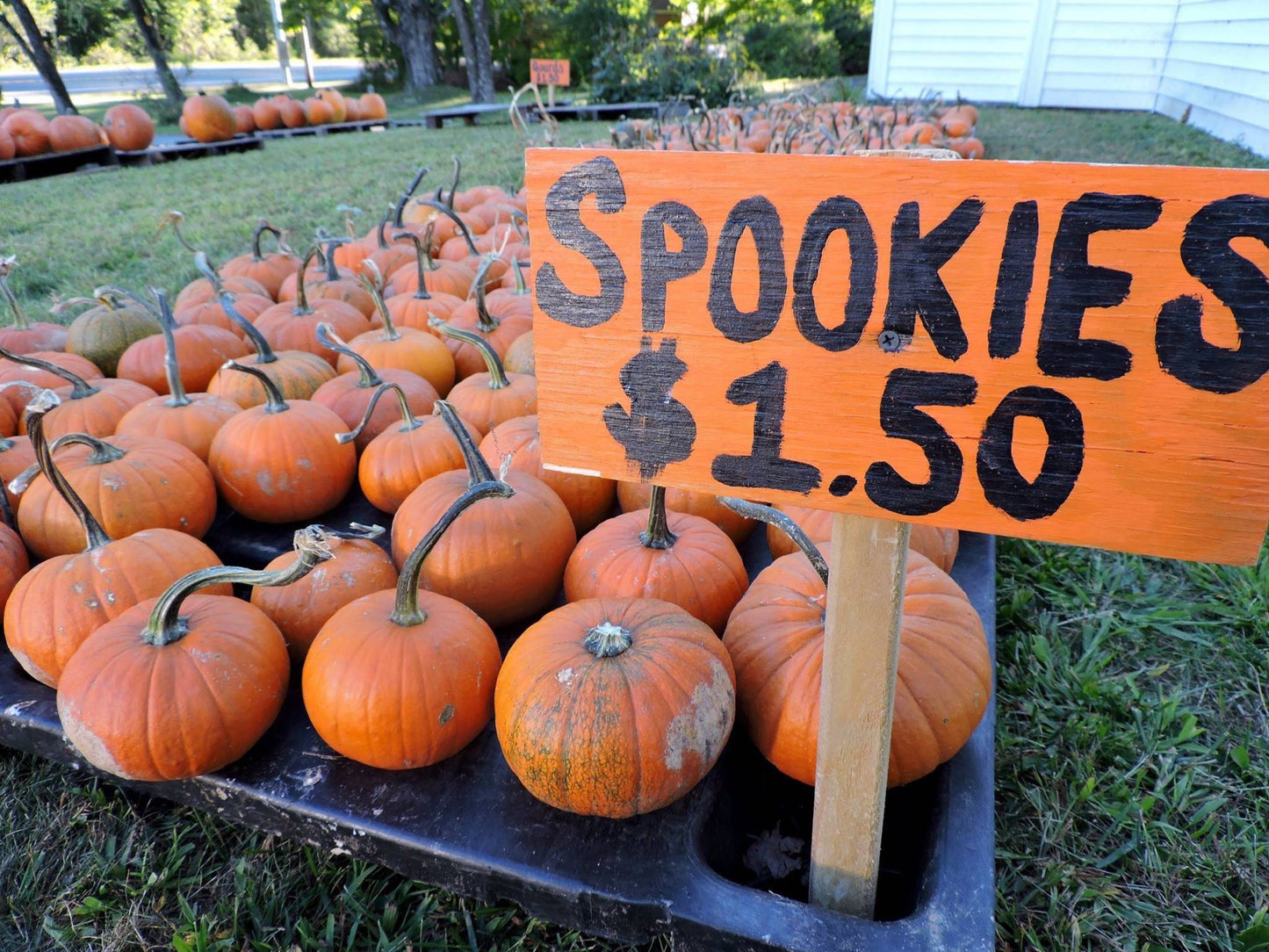 farm hand seeds Spookie Pumpkin