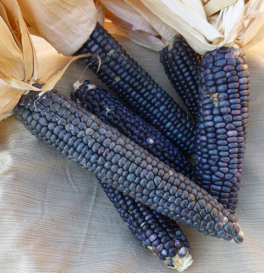 Farm.hand.seeds Blue Hopi Corn