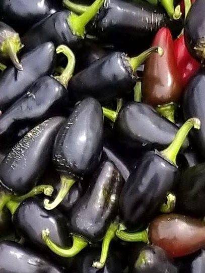Farm.hand.seeds Purple Jalapeno