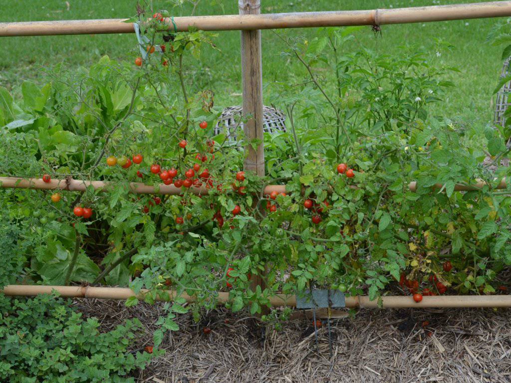 farm hand seeds Heirloom Red Cherry Tomato