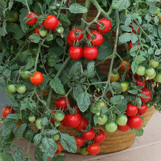 Farm hand seeds Heirloom Red Cherry Tomato