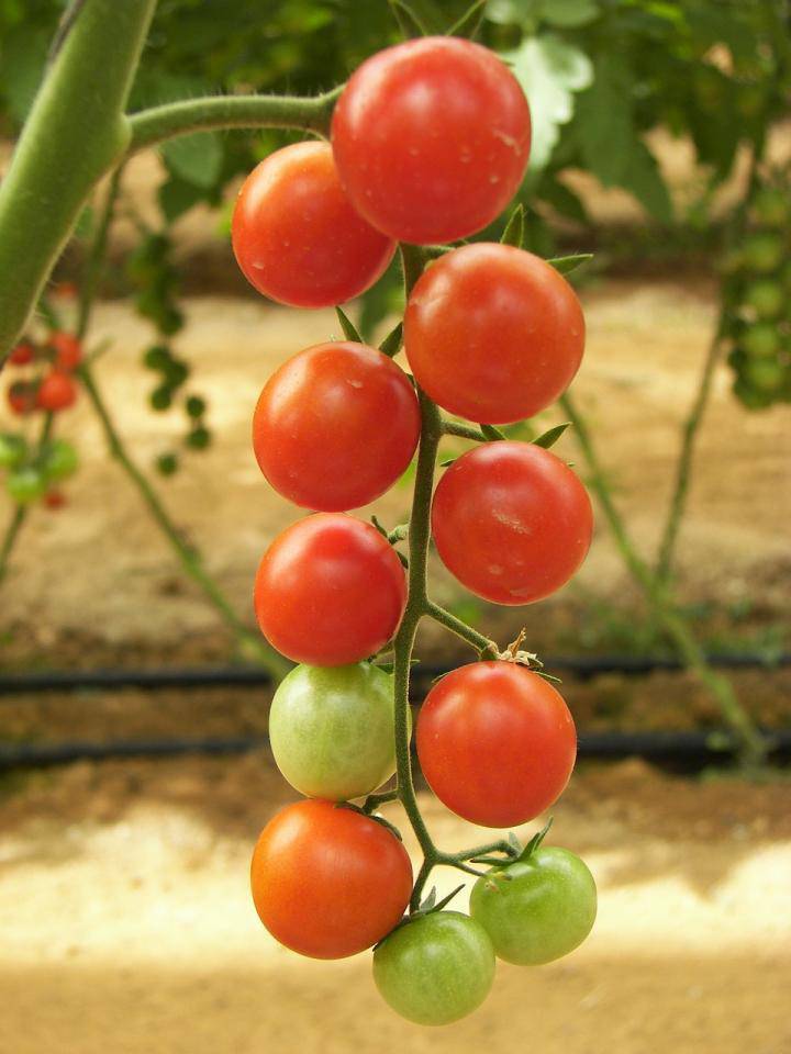 farm hand seeds Heirloom Red Cherry Tomato