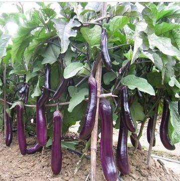 Farm.hand.seeds Long Purple Eggplant