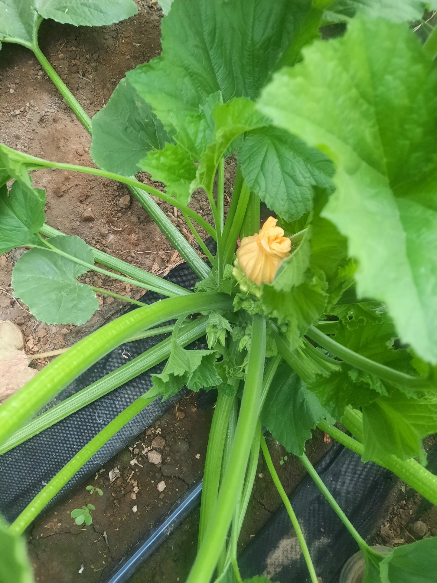 Farm.hand.seeds Jaune et Verte Summer Squash