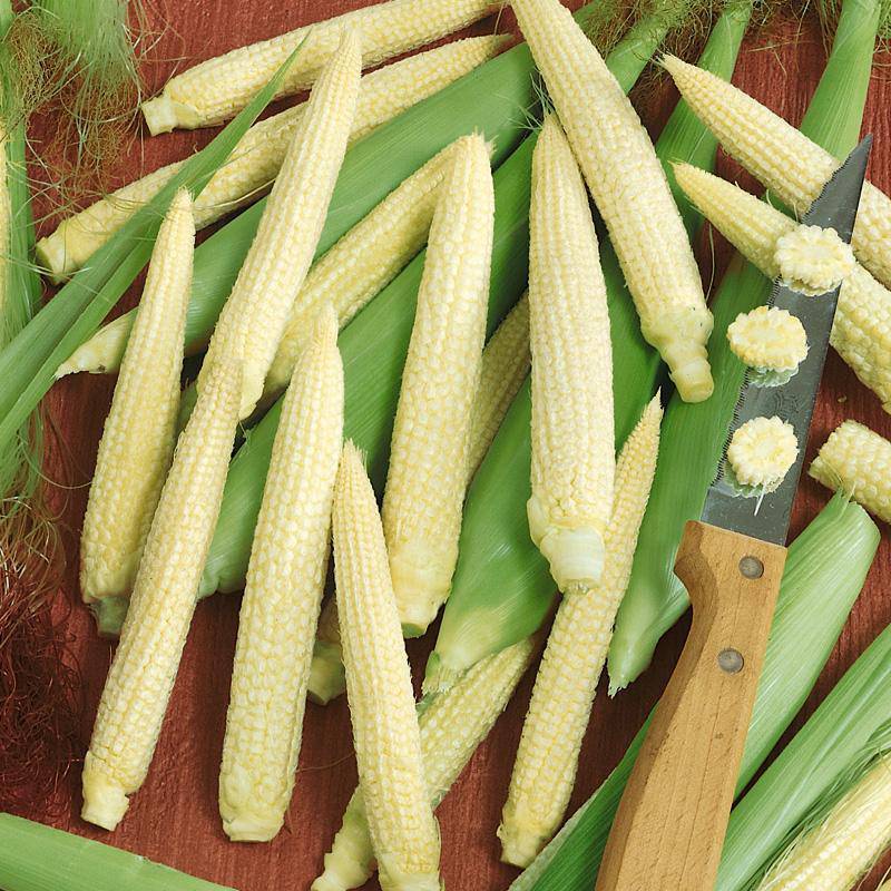 Farm.hand.seeds Heirloom Baby Corn