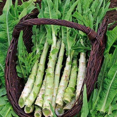 Farm.hand.seeds Celtuce