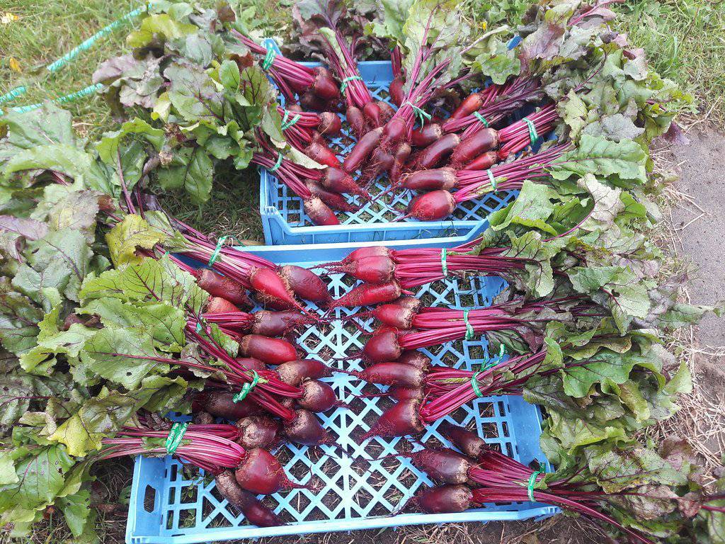 farm hand seeds Cylindra Beet