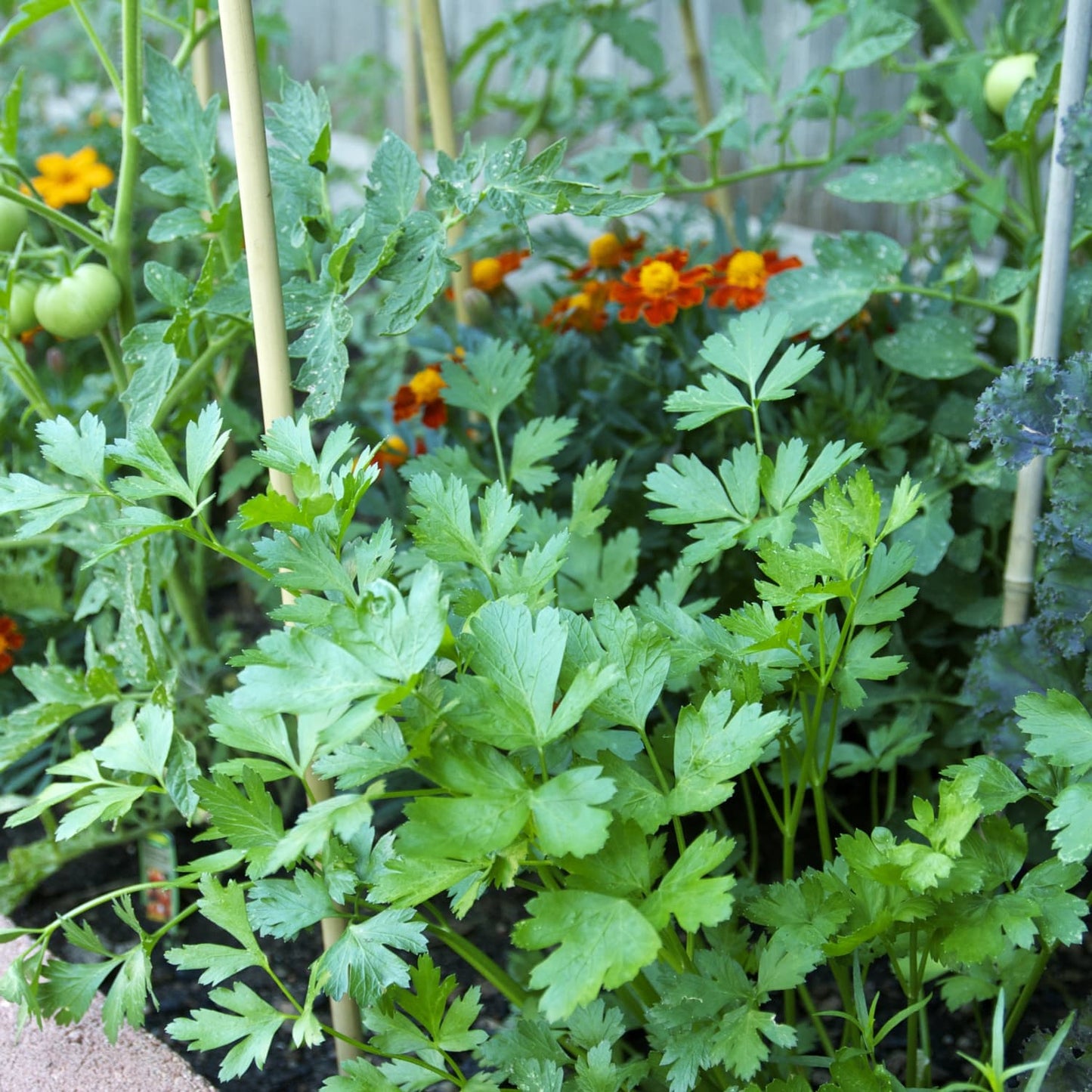 Farm.hand.seeds Plain flat single curled parsley