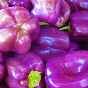 Farm.hand.seeds Lilac bell pepper