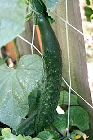 Farm.hand.seeds Persian Cucumbers (Heirloom)