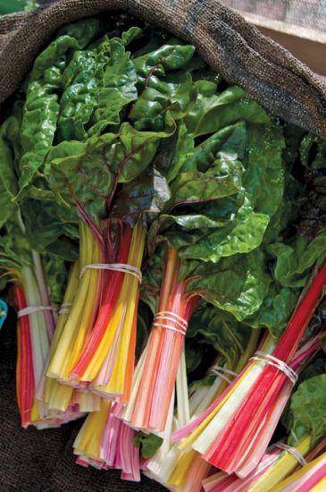 Farm Hand Seeds Bright Lights Swiss Chard