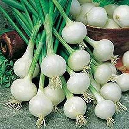 Farm.hand.seeds Crystal white wax onion