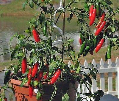 Farm.hand.seeds Serrano Tampiqueno