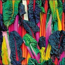 Farm Hand Seeds Bright Lights Swiss Chard