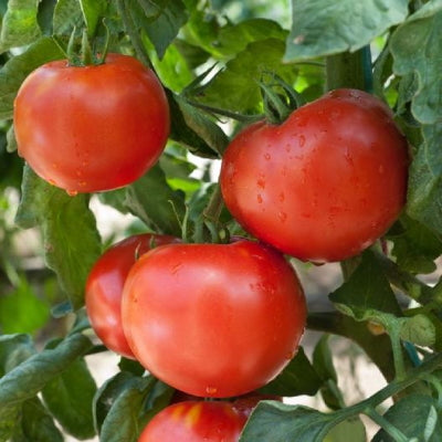 farm hand seeds Pink Plume Celery