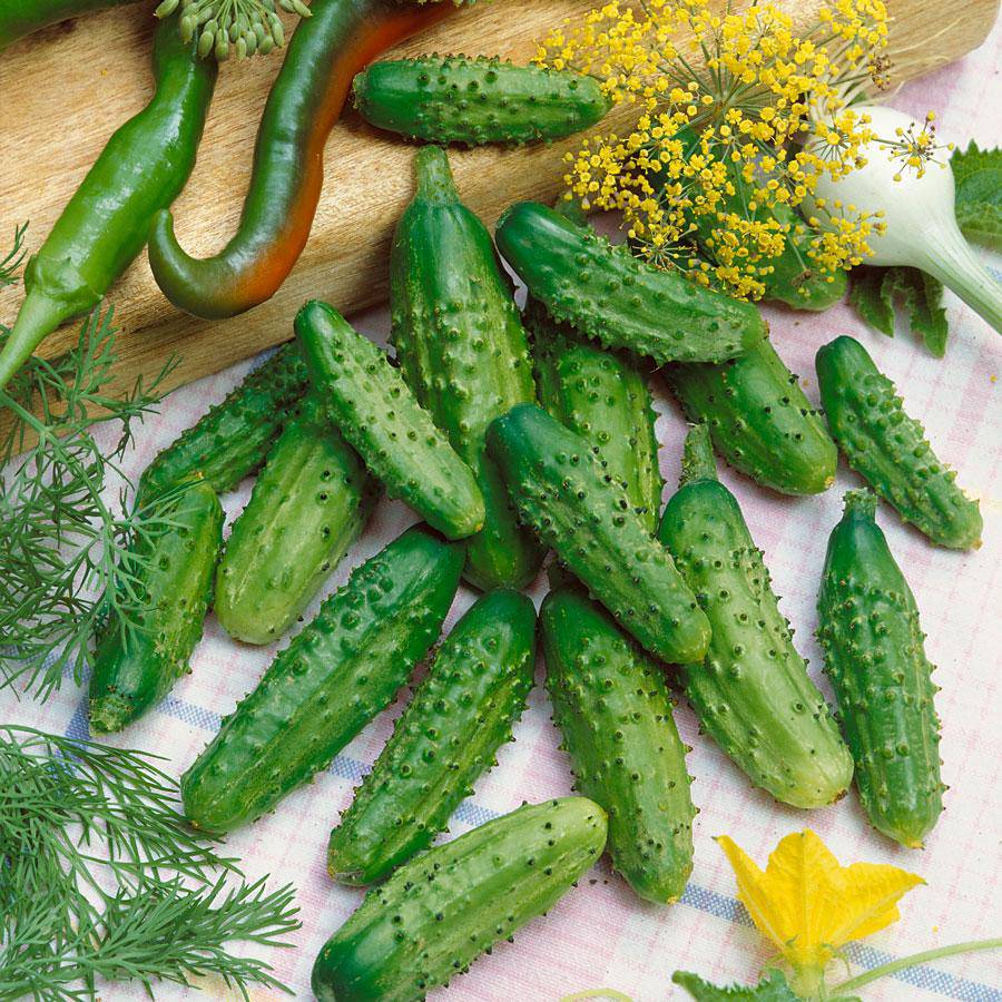 Farm.hand.seeds Persian Cucumbers (Heirloom)