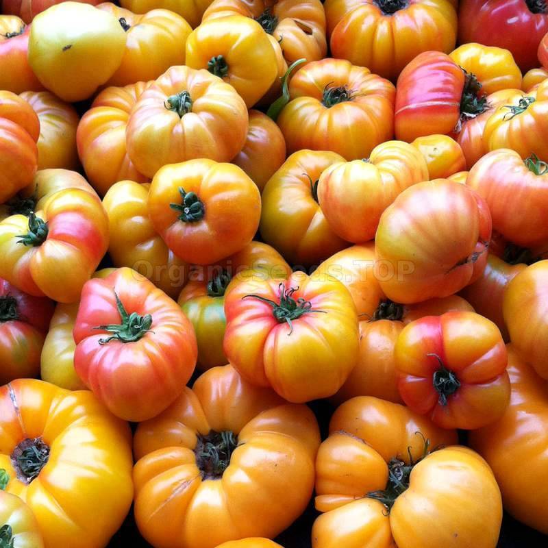 farm hand seeds Oaxacan Jewel Tomato