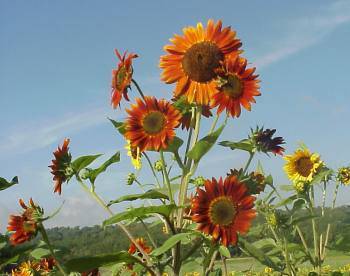 Farm.hand.seeds Autumn Beauty Sunflower