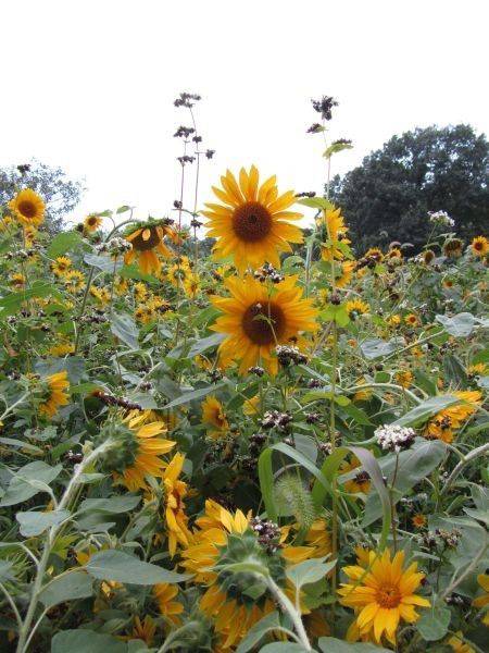 Farm.hand.seeds Black Oil Sunflower