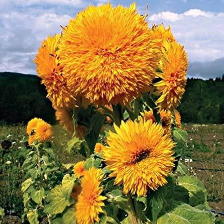 Farm.hand.seeds Sun Gold Tall Sunflowers