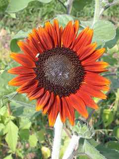 Farm.hand.seeds Terrecotta sunflower