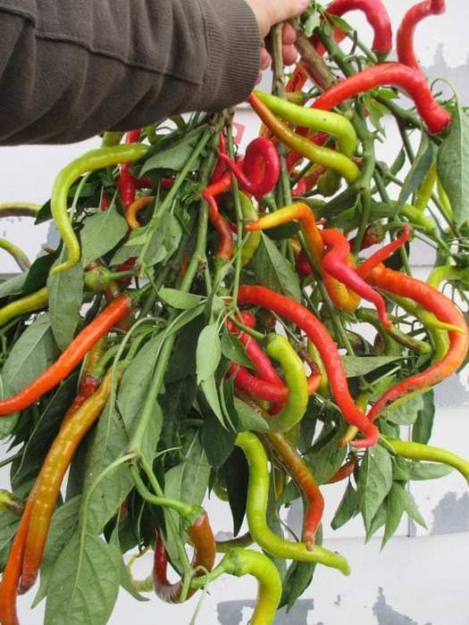 Farm.hand.seeds Corbaci Sweet Pepper