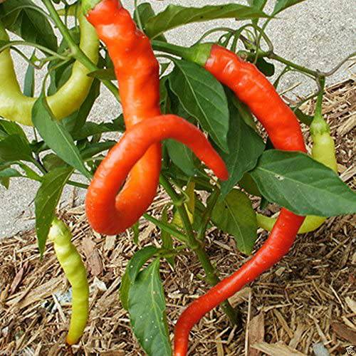 Farm.hand.seeds Corbaci Sweet Pepper