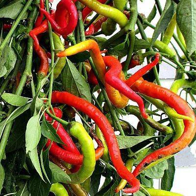 Farm.hand.seeds Corbaci Sweet Pepper