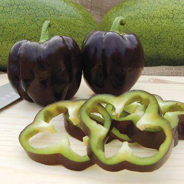 farm hand seeds Purple Beauty Bell Pepper