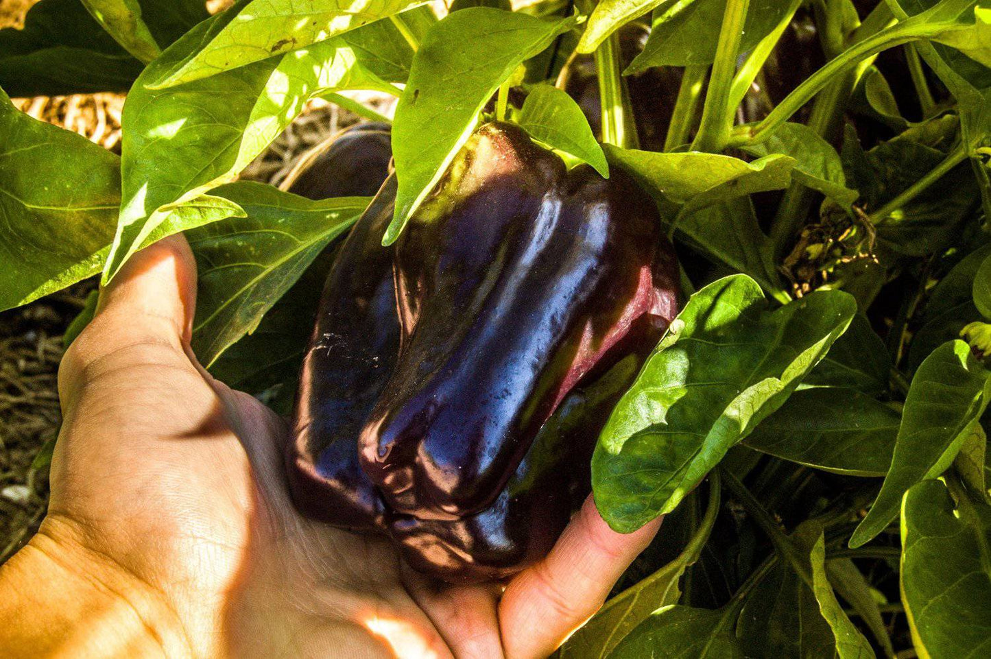 farm hand seeds Purple Beauty Bell Pepper
