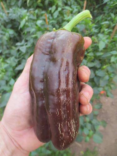farm hand seeds Sweet Chocolate Heirloom Bell Pepper
