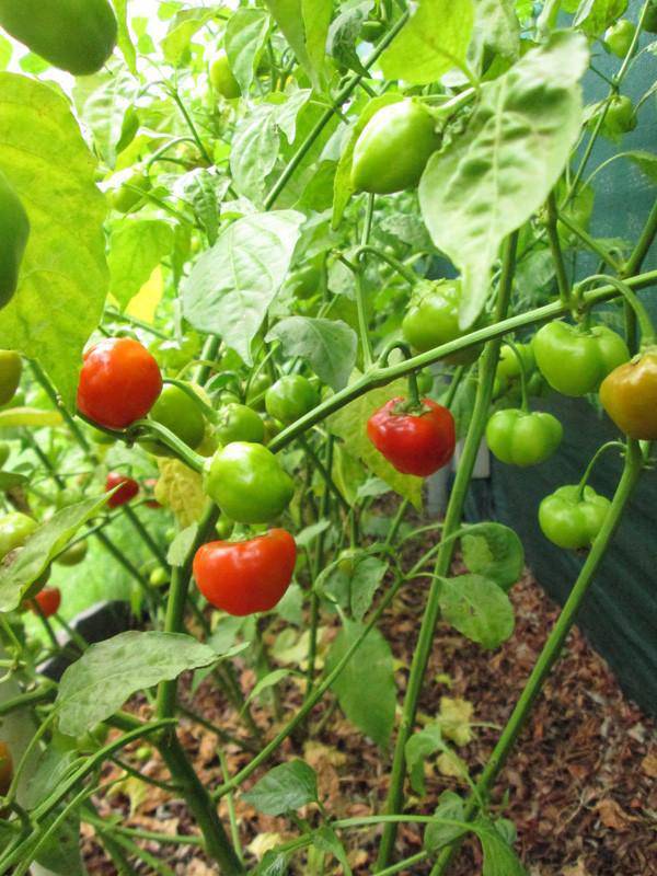Farm.hand.seeds Sweet Red Cherry Peppers