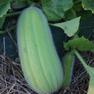 Farm.hand.seeds Barese heirloom italian cucumber