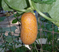 Farm.hand.seeds Brown russian cucumber