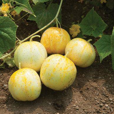 Farm.hand.seeds Lemon Cucumber
