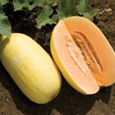 Farm.hand.seeds Crenshaw Melon
