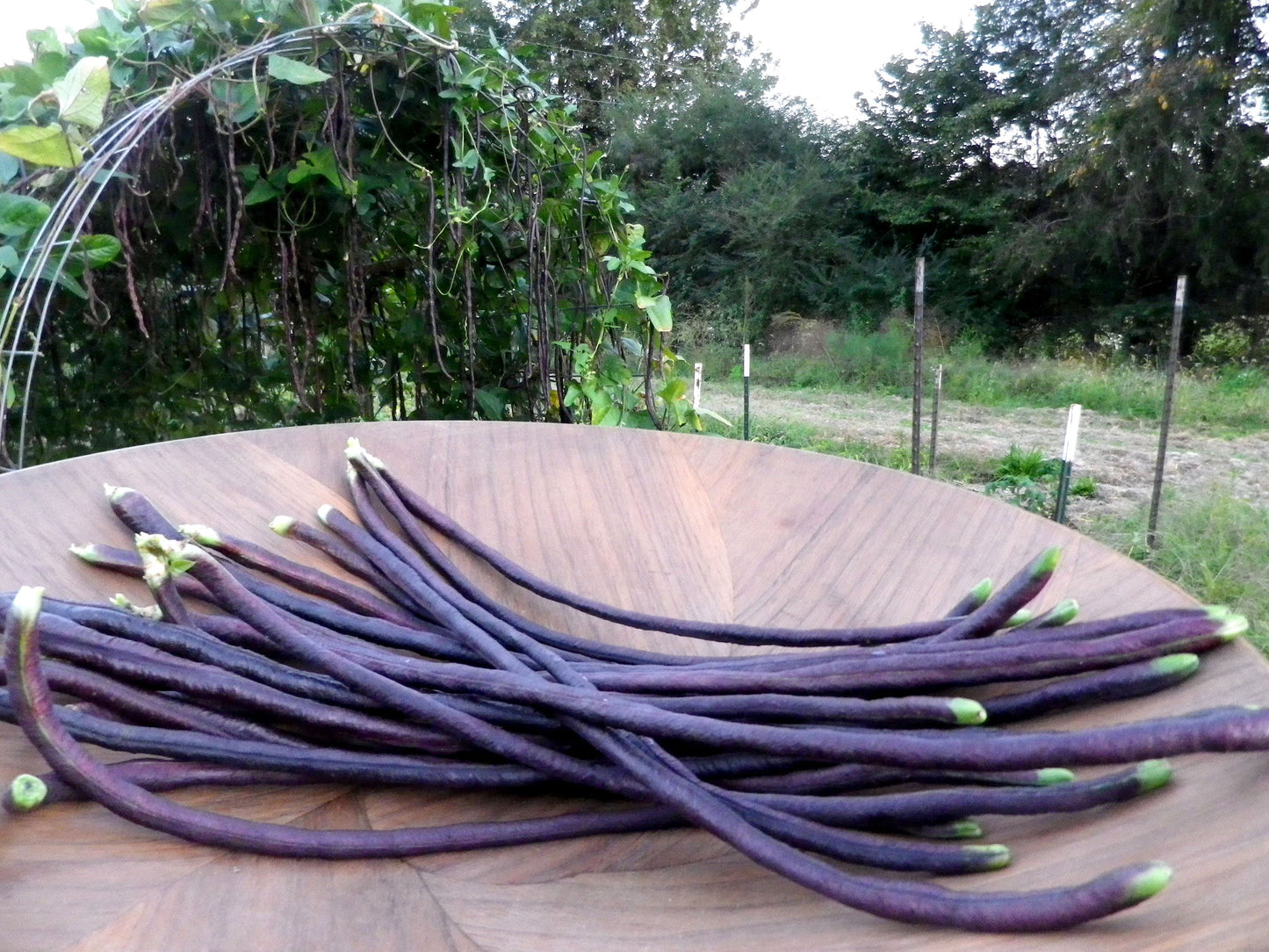 Farm.hand.seeds Pink Plume Celery