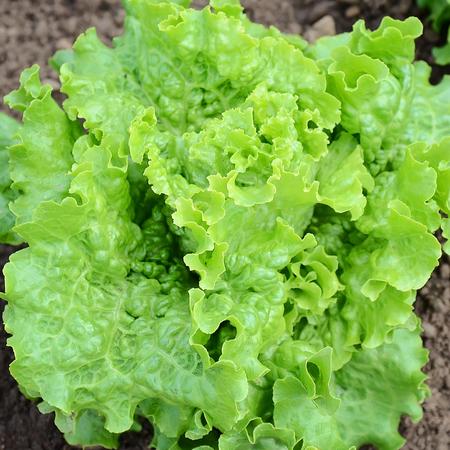 Farm.hand.seeds Green ice lettuce