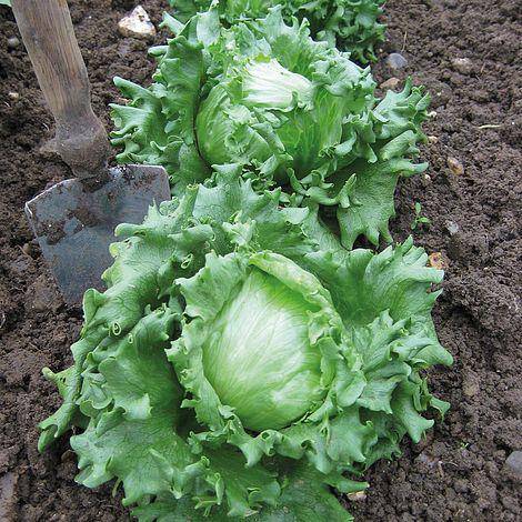 Farm.hand.seeds Heirloom Iceberg Lettuce
