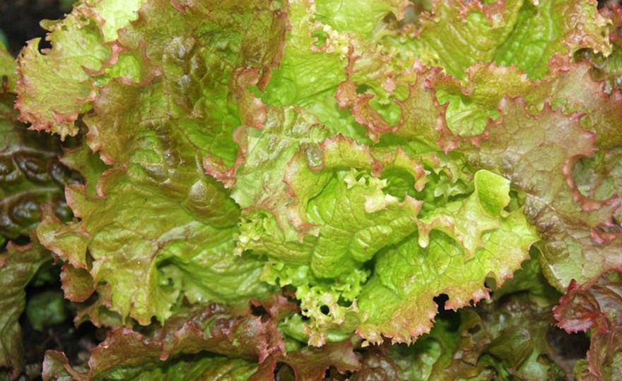 Farm.hand.seeds Prizehead Lettuce