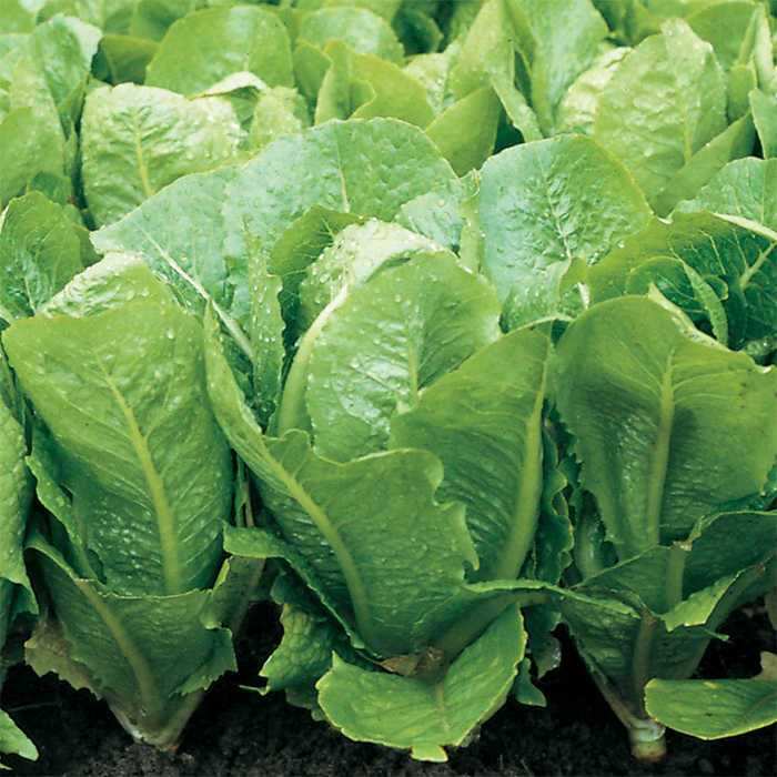 Farm.hand.seeds Romaine Heirloom Lettuce