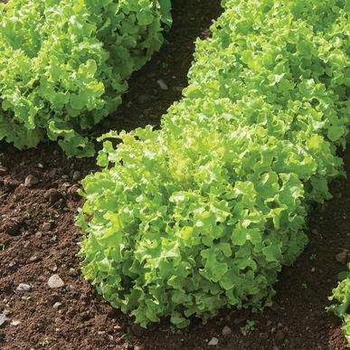 Farm.hand.seeds Salad Bowl Green Lettuce