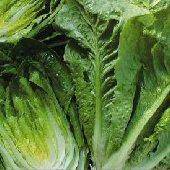 Farm.hand.seeds Summer Bibb Lettuce