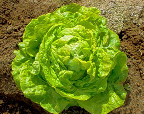 Farm.hand.seeds White Boston Butterhead Lettuce
